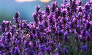 最美丽的花 最美丽的花